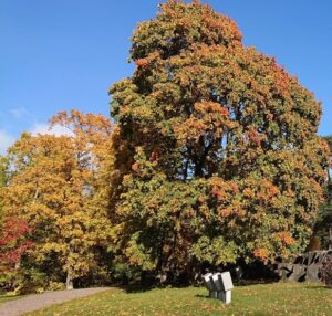 otoño